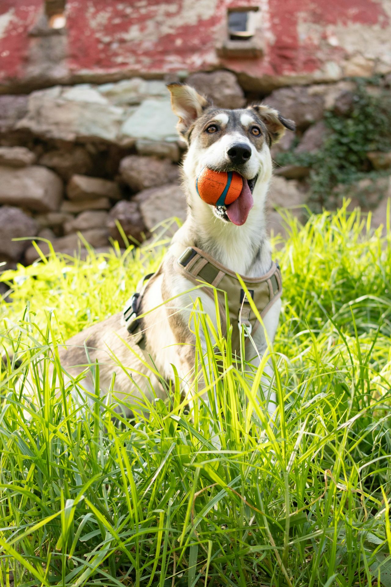 a dog laying in the grass with a ball in its mouth
